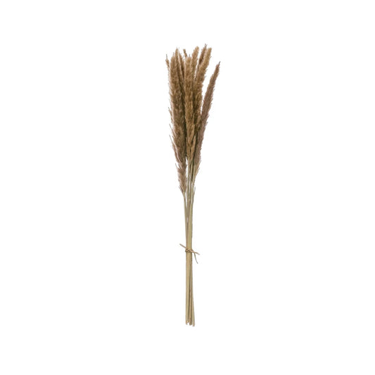 PAMPAS GRASS