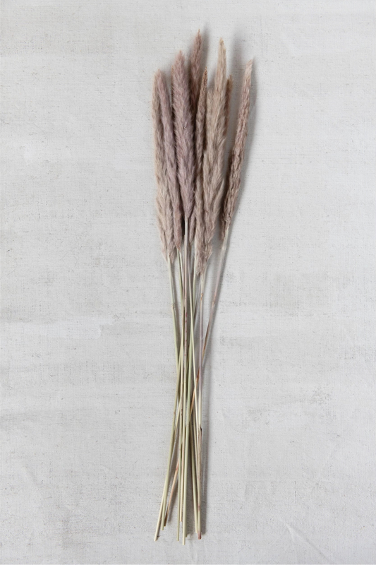 PAMPAS GRASS