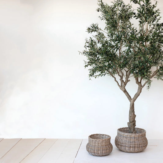OLIVE TREE